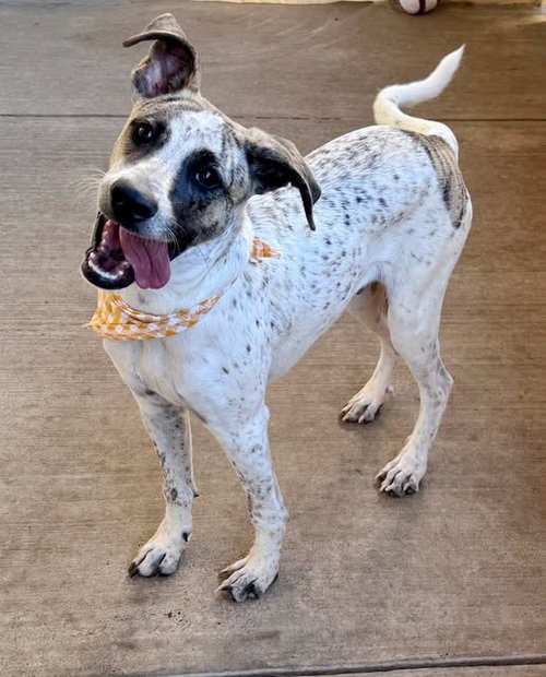White-Out, Hound / Mixed
