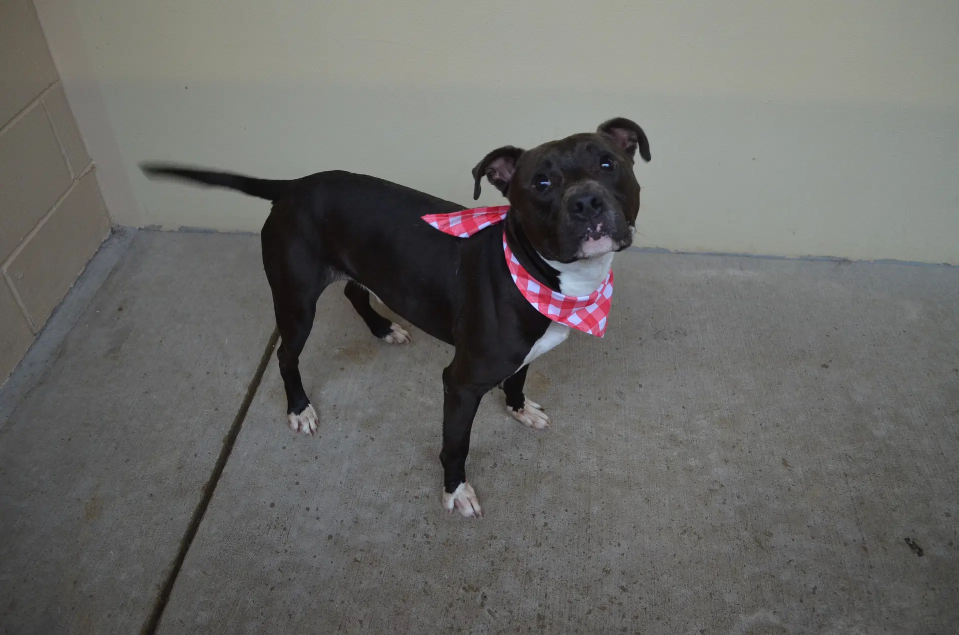 Blown Fuse - American Pit Bull Terrier
