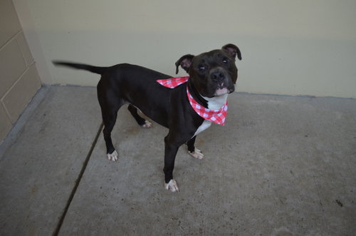 Blown Fuse, a dog for adoption from Collin County Animal Services