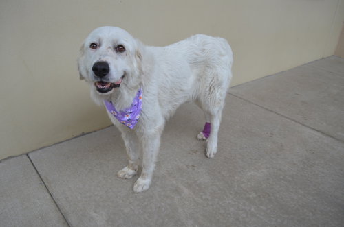 Ellie, Great Pyrenees / Mixed
