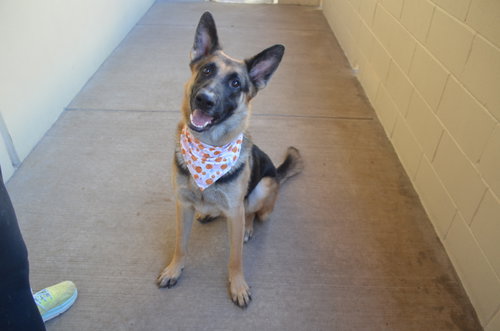 Goblin, German Shepherd Dog / Mixed