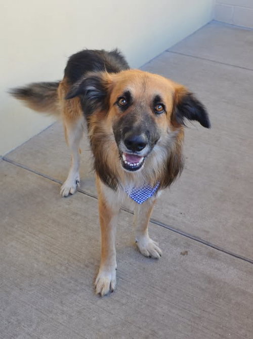 Freddy Krueger, German Shepherd Dog / Mixed