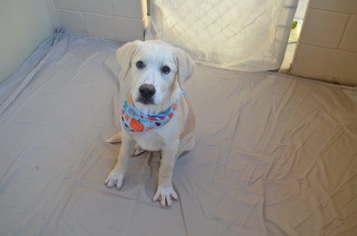 Poe, Labrador Retriever / Mixed