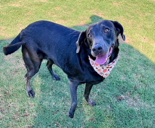 Stella, Labrador Retriever / Mixed