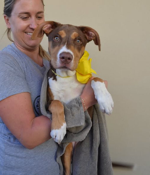 Pennywise, American Pit Bull Terrier / Mixed