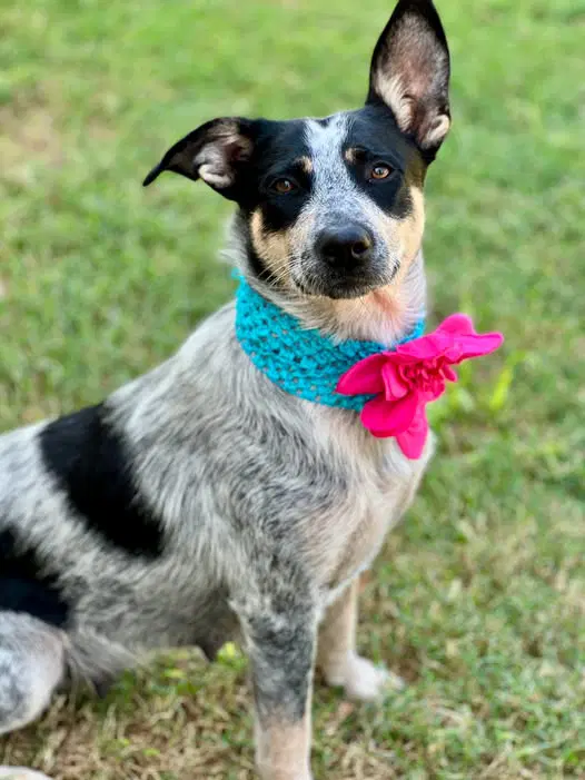 Feyre - Australian Cattle Dog/Blue Heeler