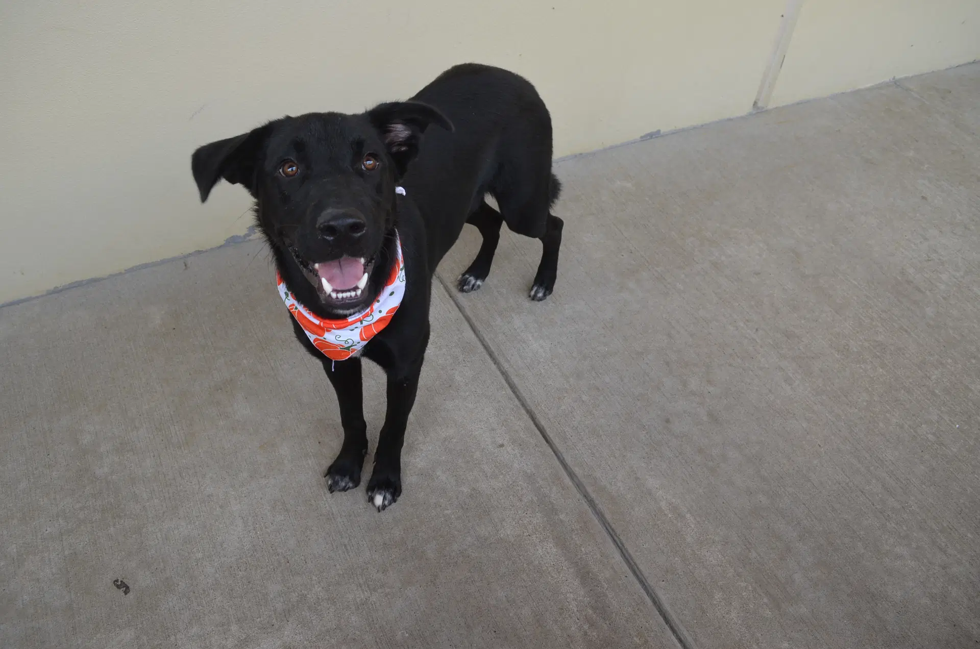 Ichabod - Labrador Retriever