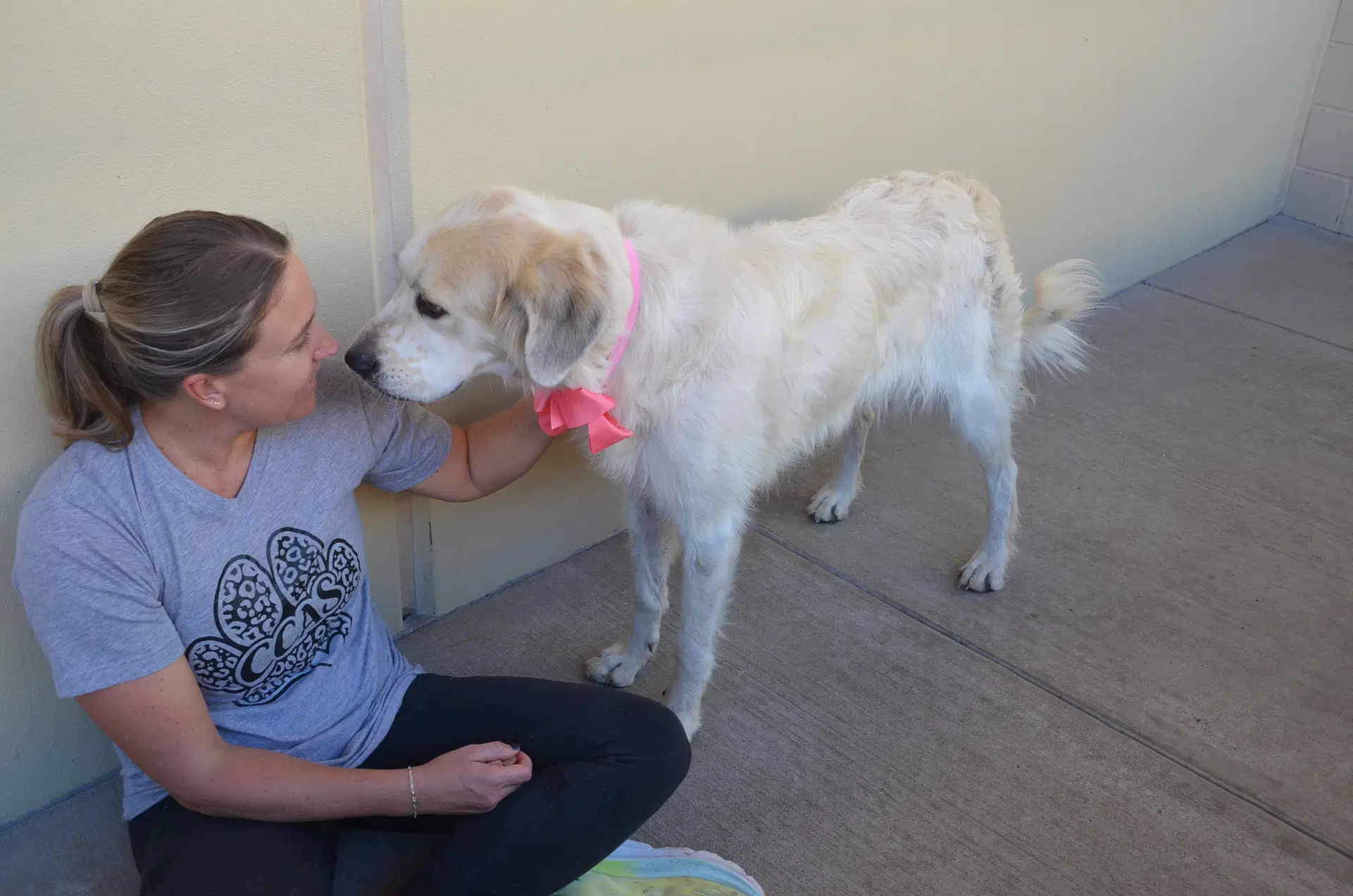 Cookie - Great Pyrenees