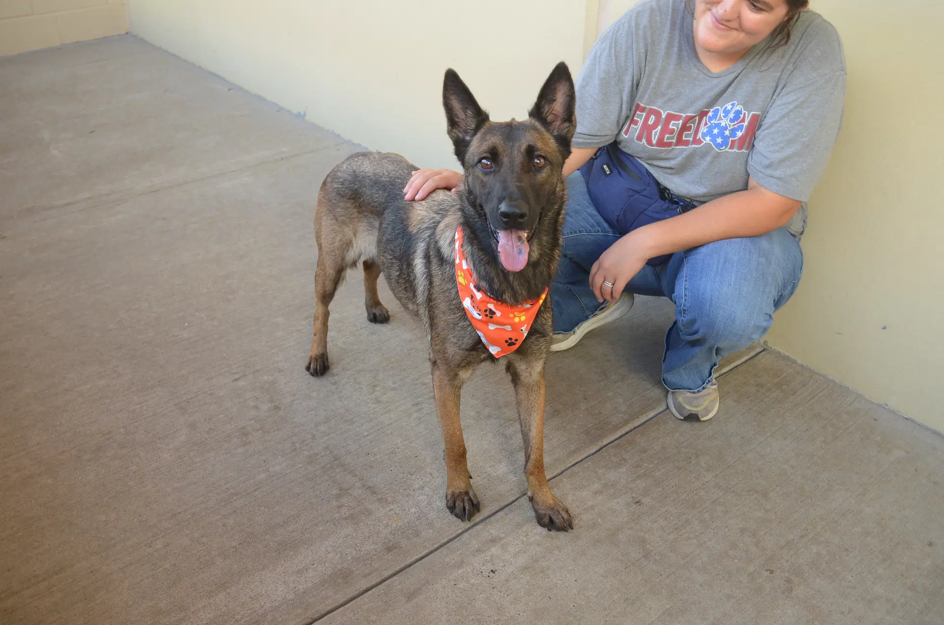 Buffy - Belgian Shepherd Malinois