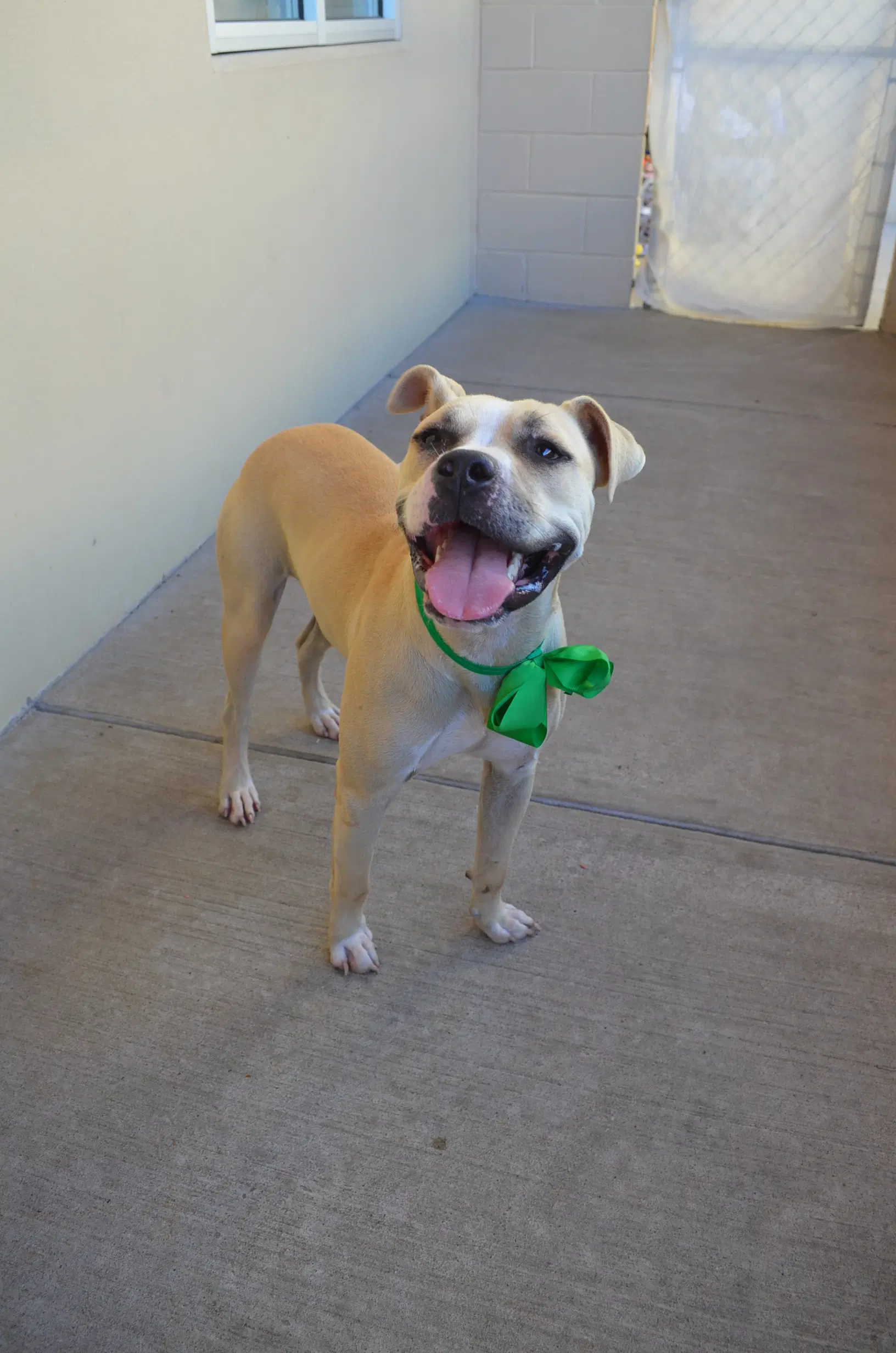 Sprite - American Pit Bull Terrier