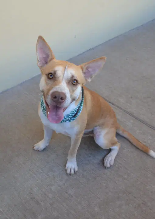 Jason Vorhees - American Pit Bull Terrier