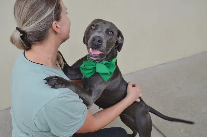 Mary Shelley - American Pit Bull Terrier