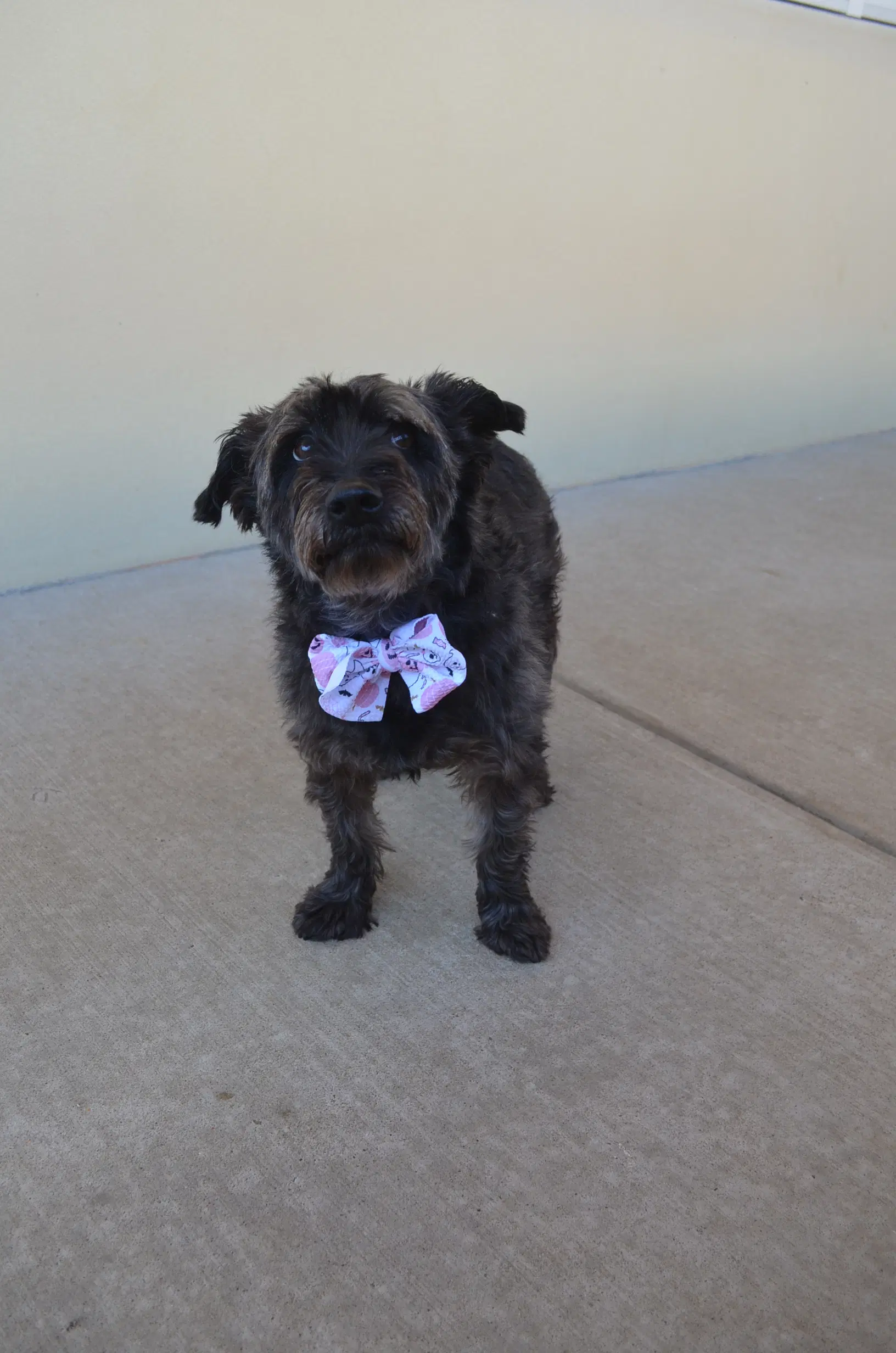 Binx - Cairn Terrier