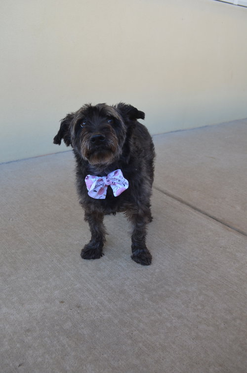 Binx, Cairn Terrier / Mixed
