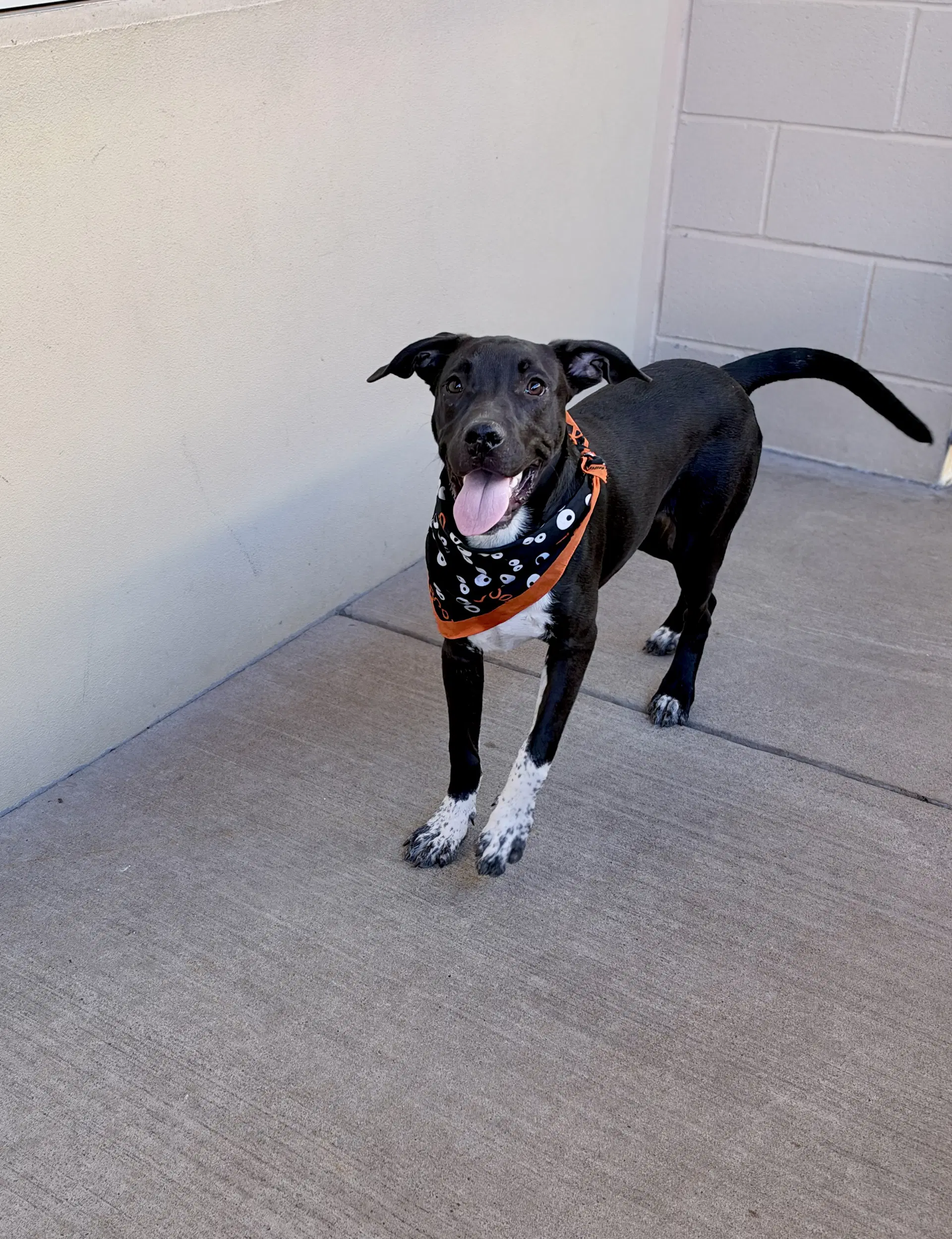 Jack Skellington - American Pit Bull Terrier