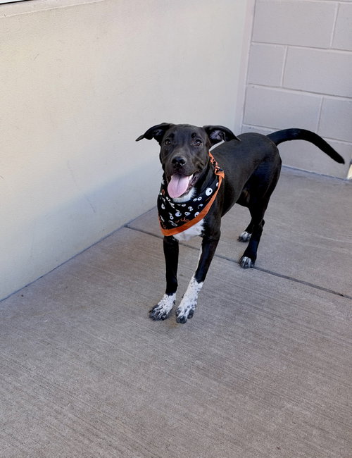 Jack Skellington, American Pit Bull Terrier / Mixed