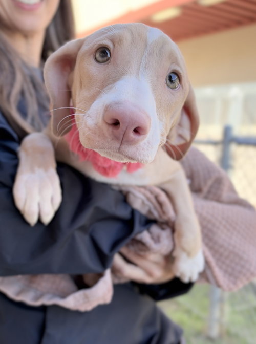 Winifred Sanderson, Hound / Mixed