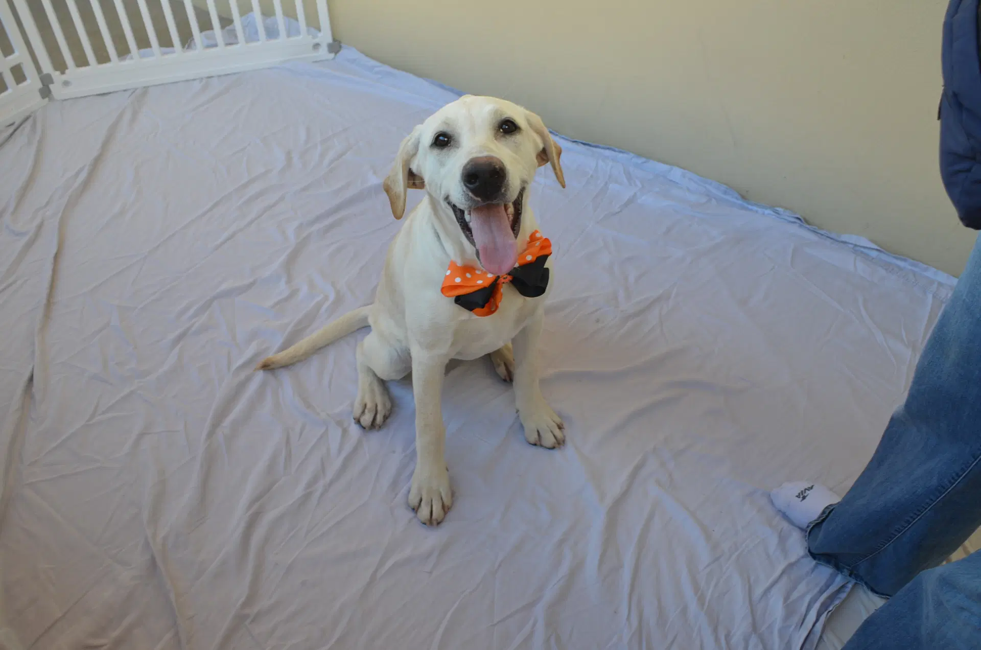 Remi image 1