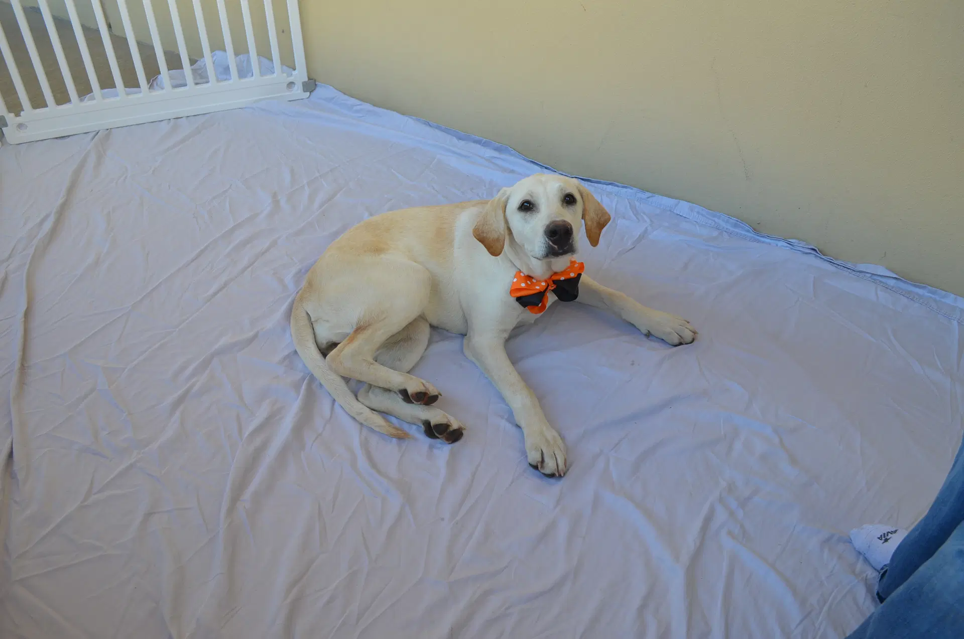 Remi image 3