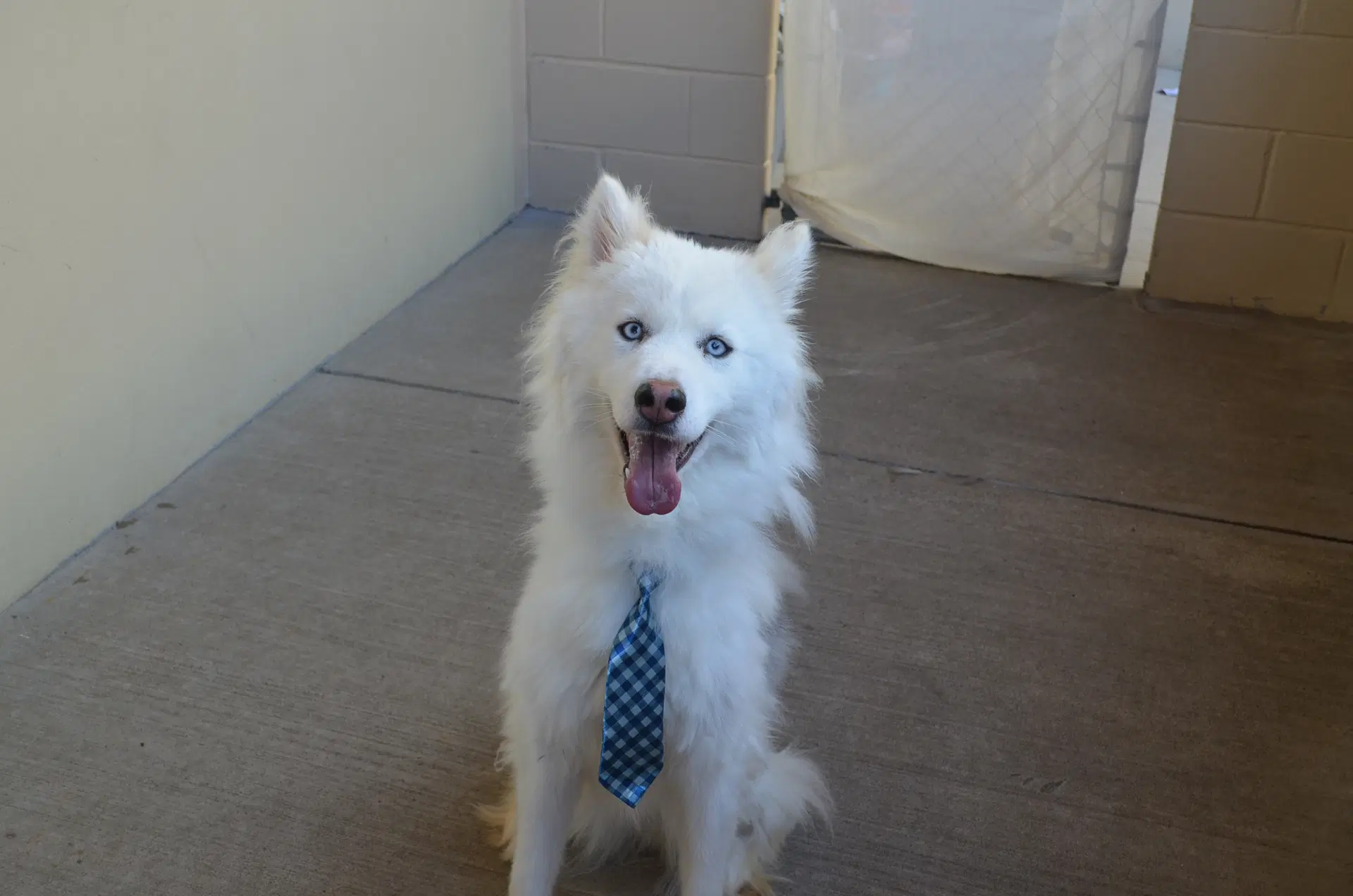 Bruno image 2