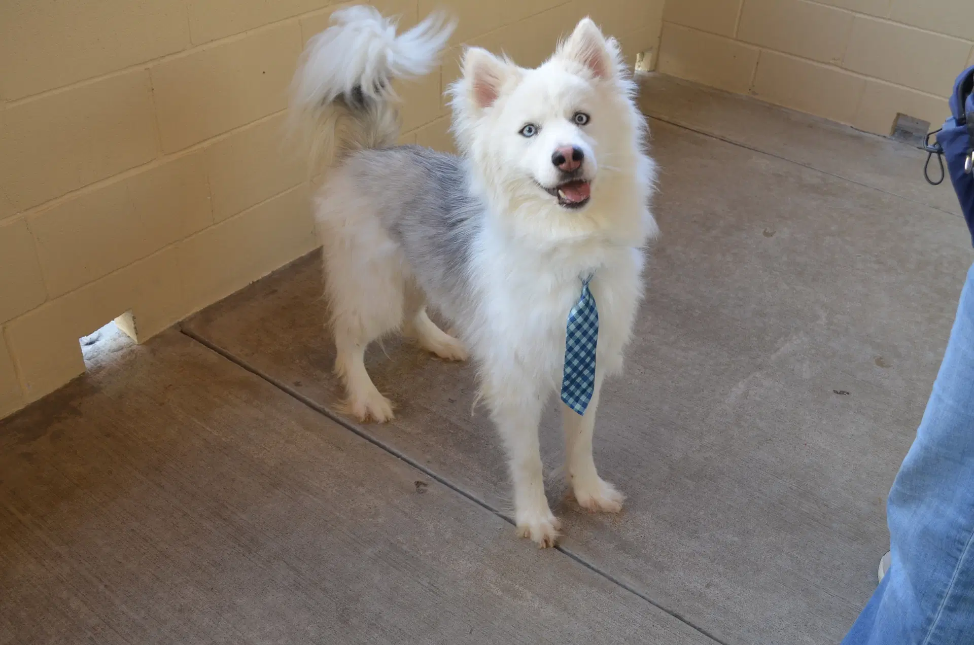 Bruno image 3