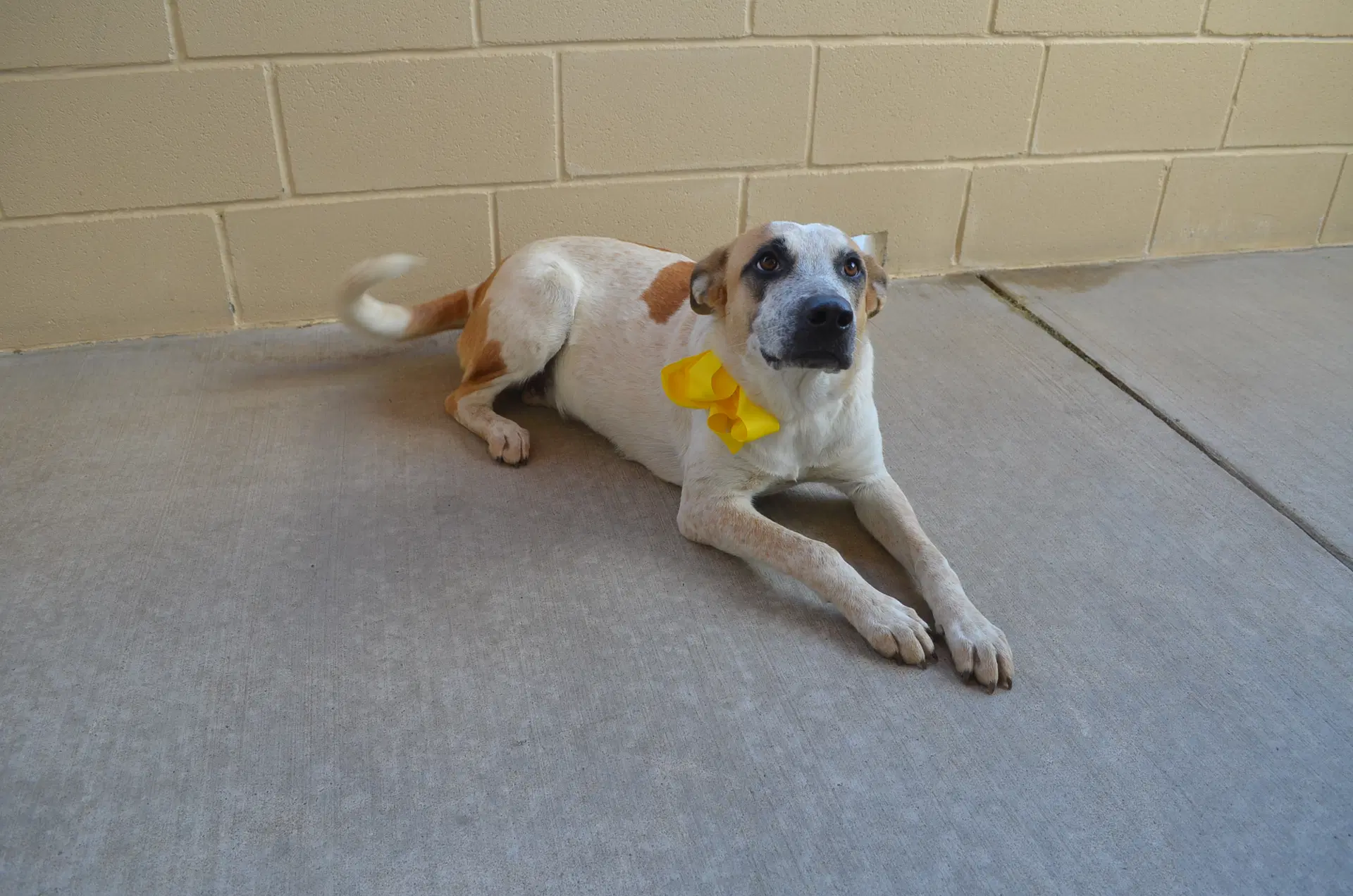 Endora - Australian Cattle Dog/Blue Heeler