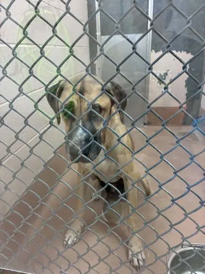 Rocky - Anatolian Shepherd