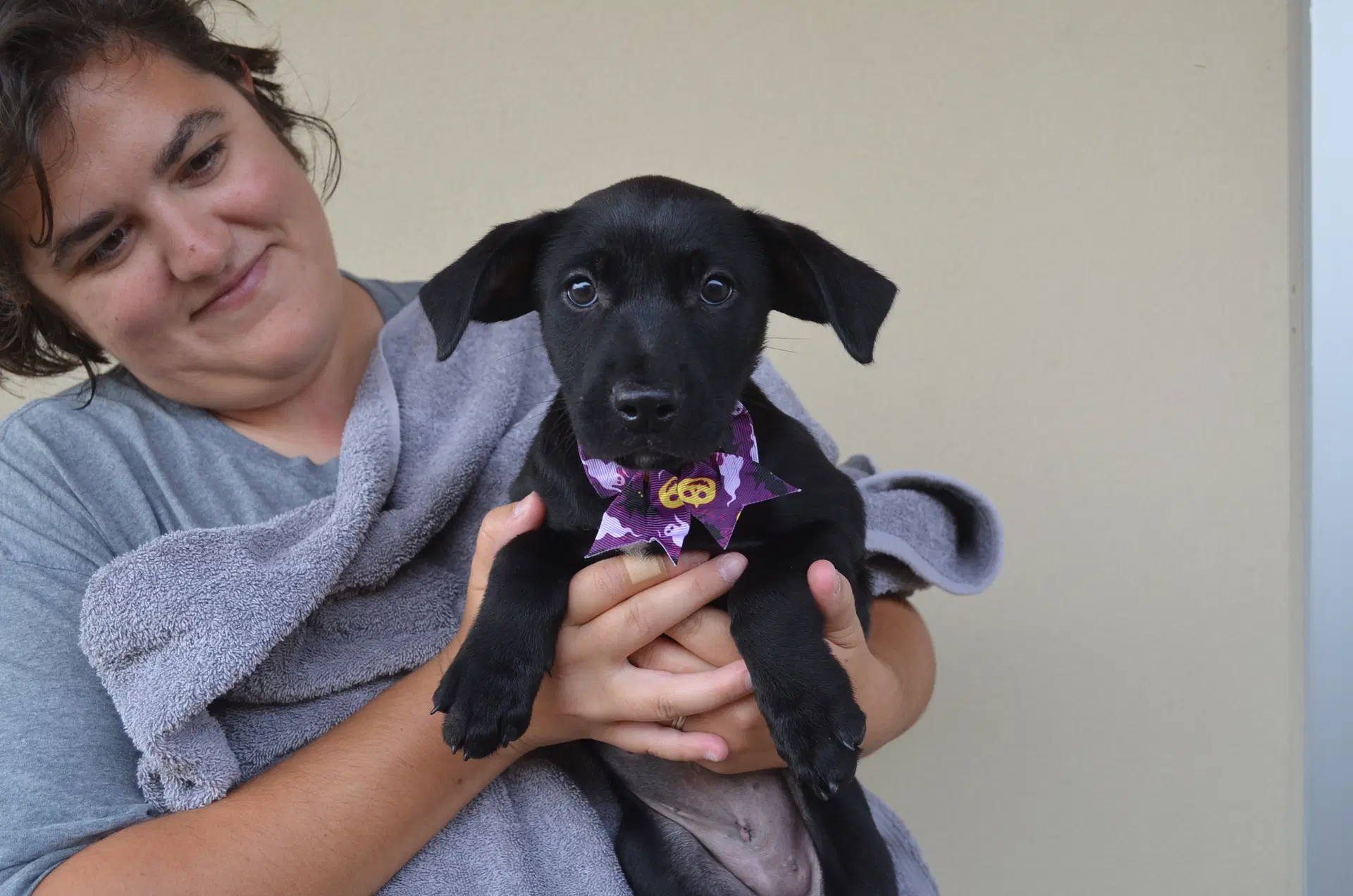 Cauldron - Labrador Retriever
