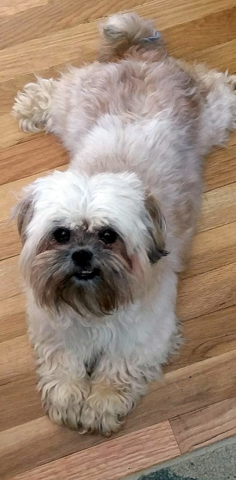 Dog for Adoption Papaya, a Shih Tzu in Dallas, OR Alpha Paw