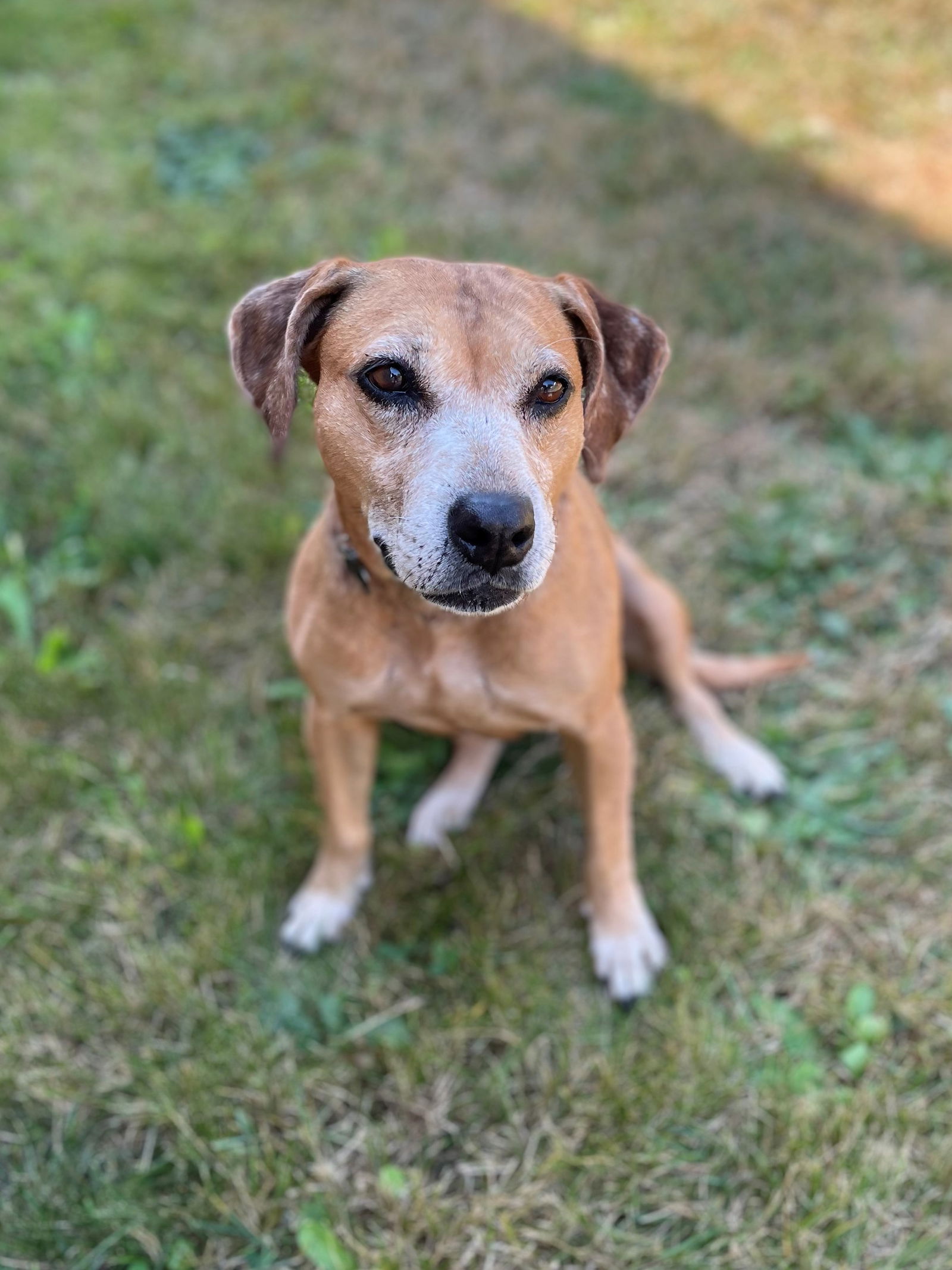 Dog for Adoption - Misty, a Hound in Bainbridge Island, WA | Alpha Paw