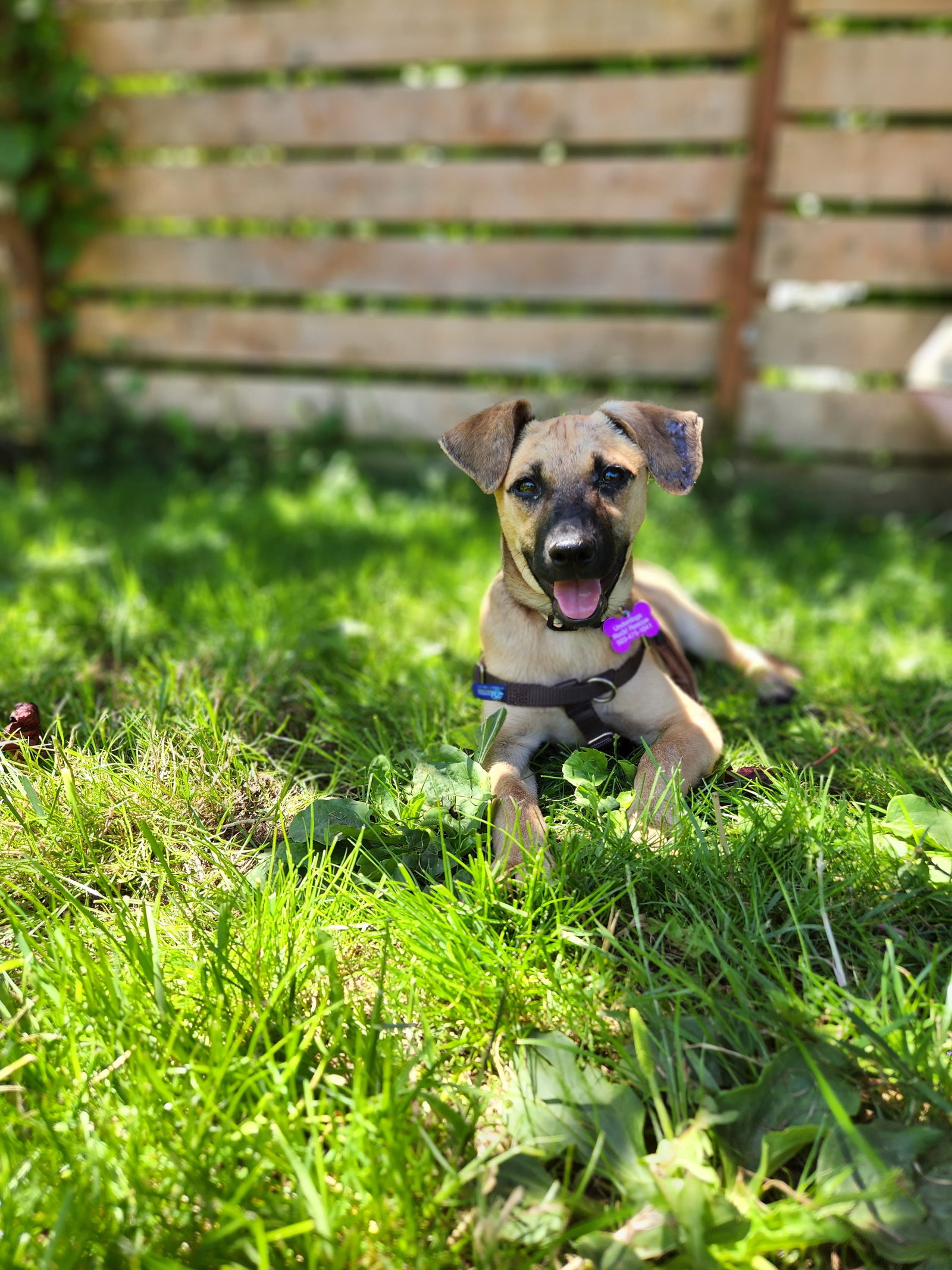 Dog for Adoption Maggie, a Xoloitzcuintle/Mexican Hairless in Fife