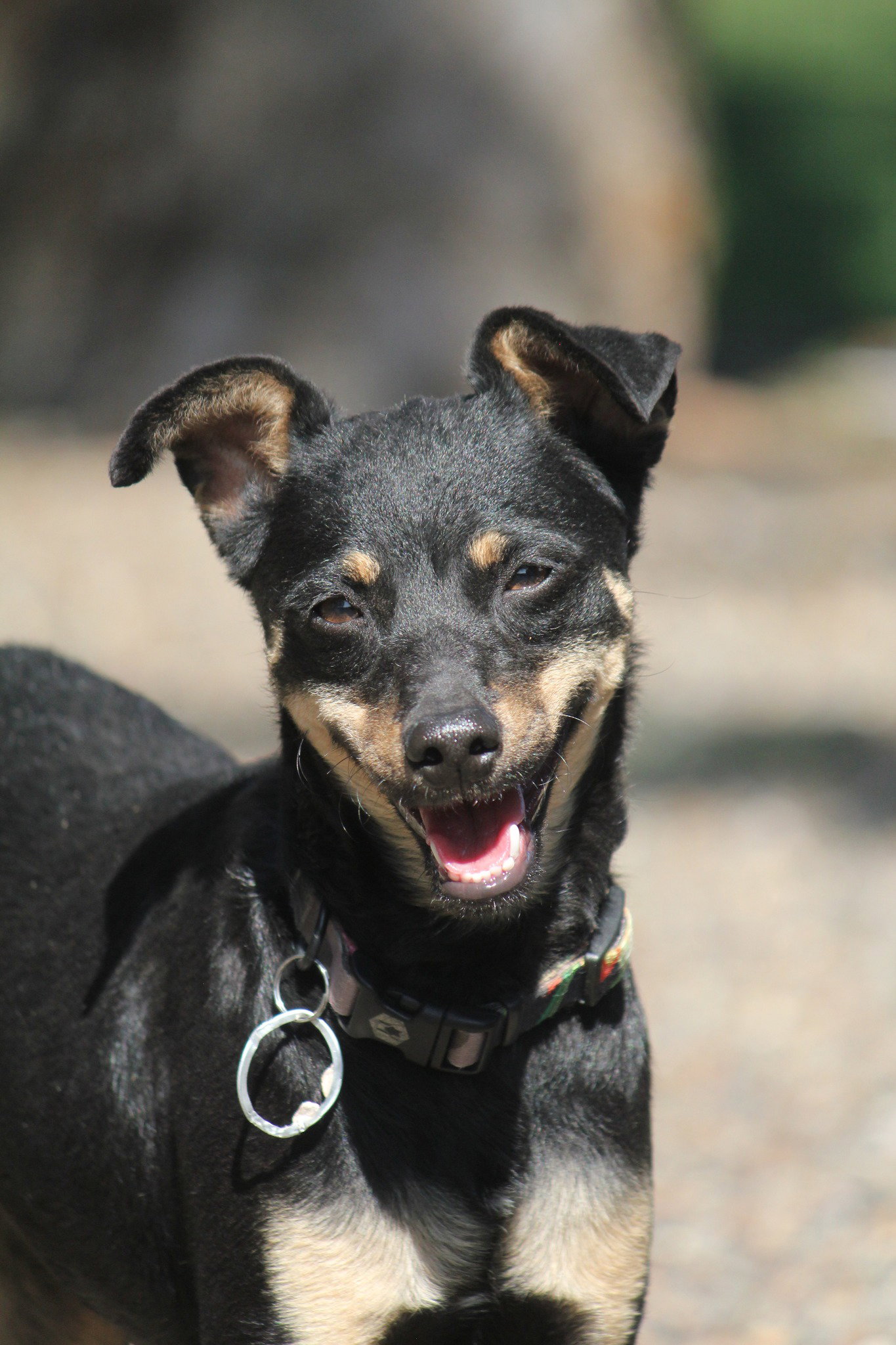 Dog for Adoption - Dani, a Miniature Pinscher in Warren, OR | Alpha Paw