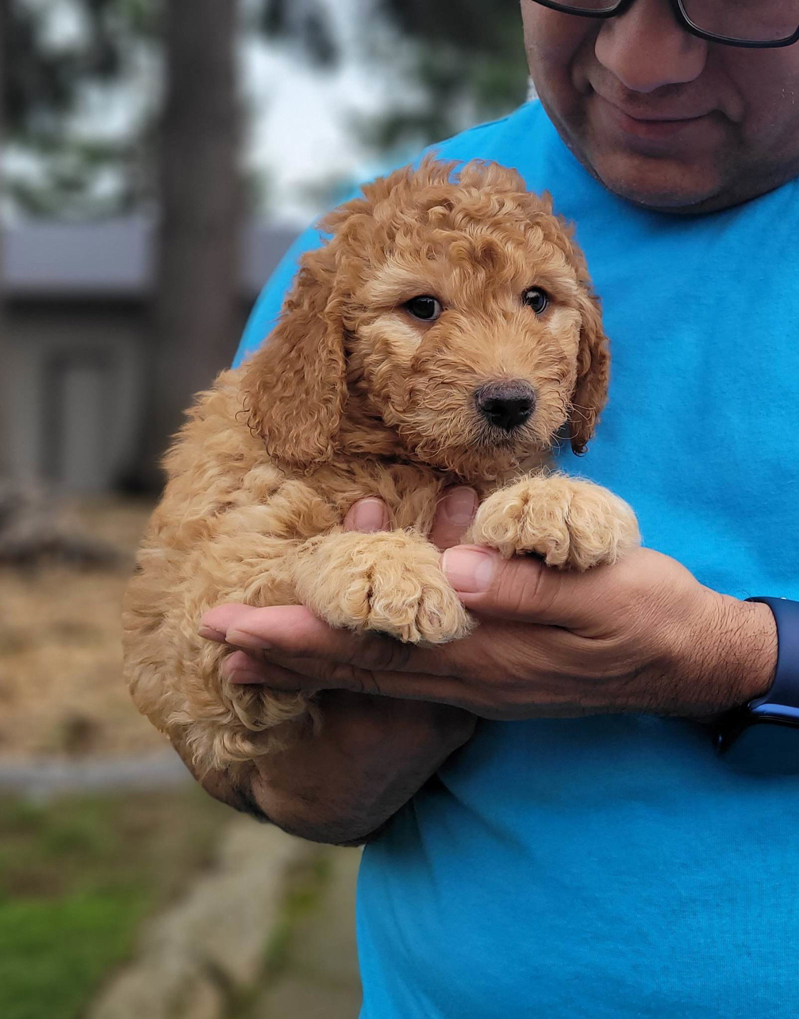 Dog for Adoption - Apollo, a Poodle (unknown type) in Portland, OR ...