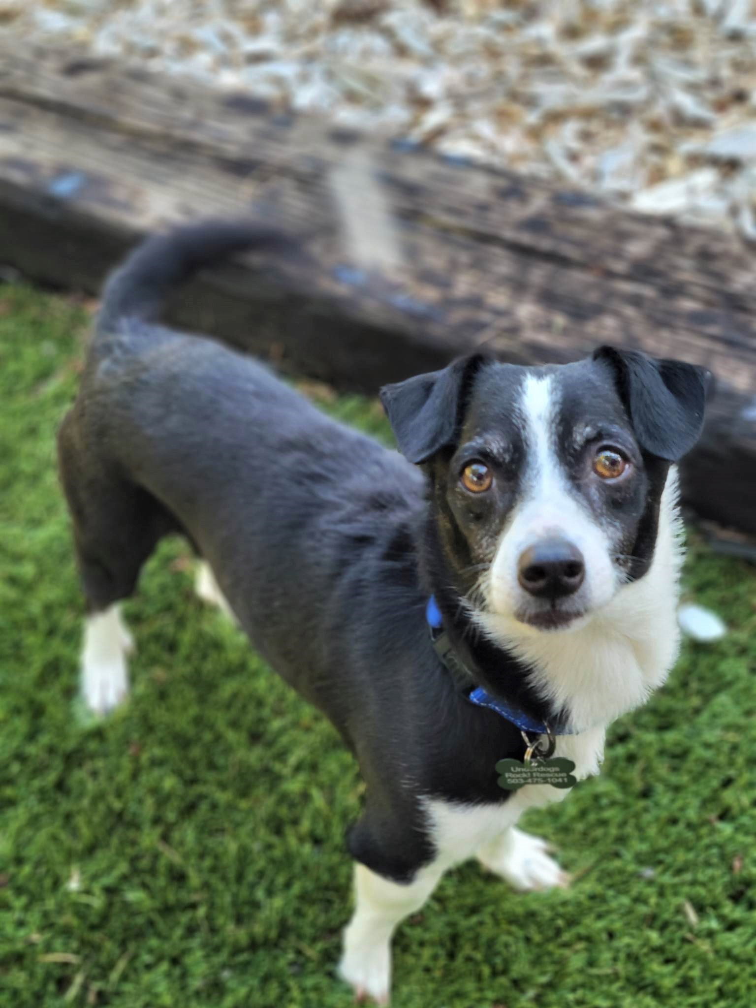 Dog for Adoption Chip, a Jack Russell Terrier in Beavercreek, OR