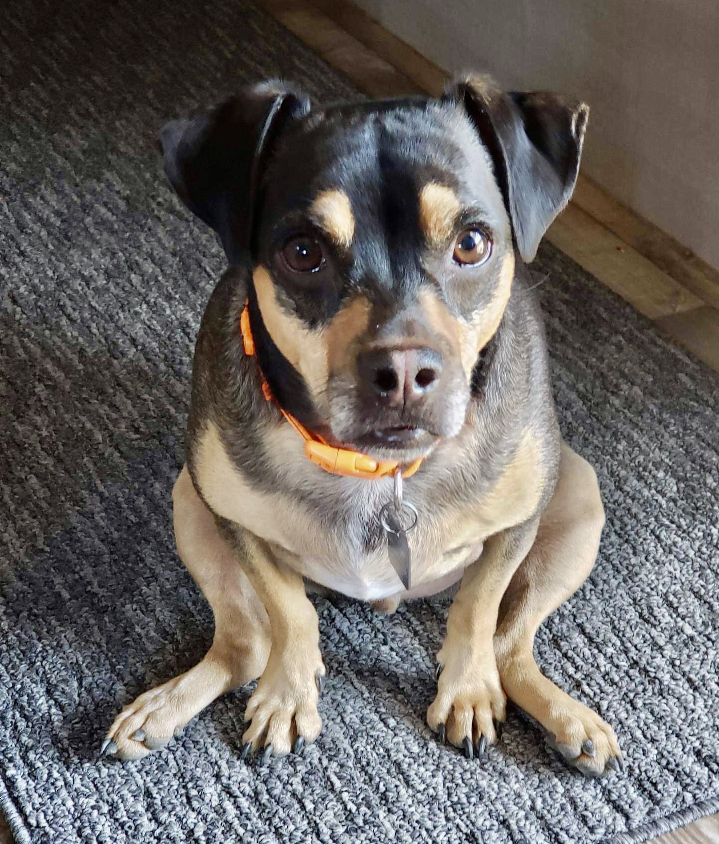 Copper (bonded with Charlie)