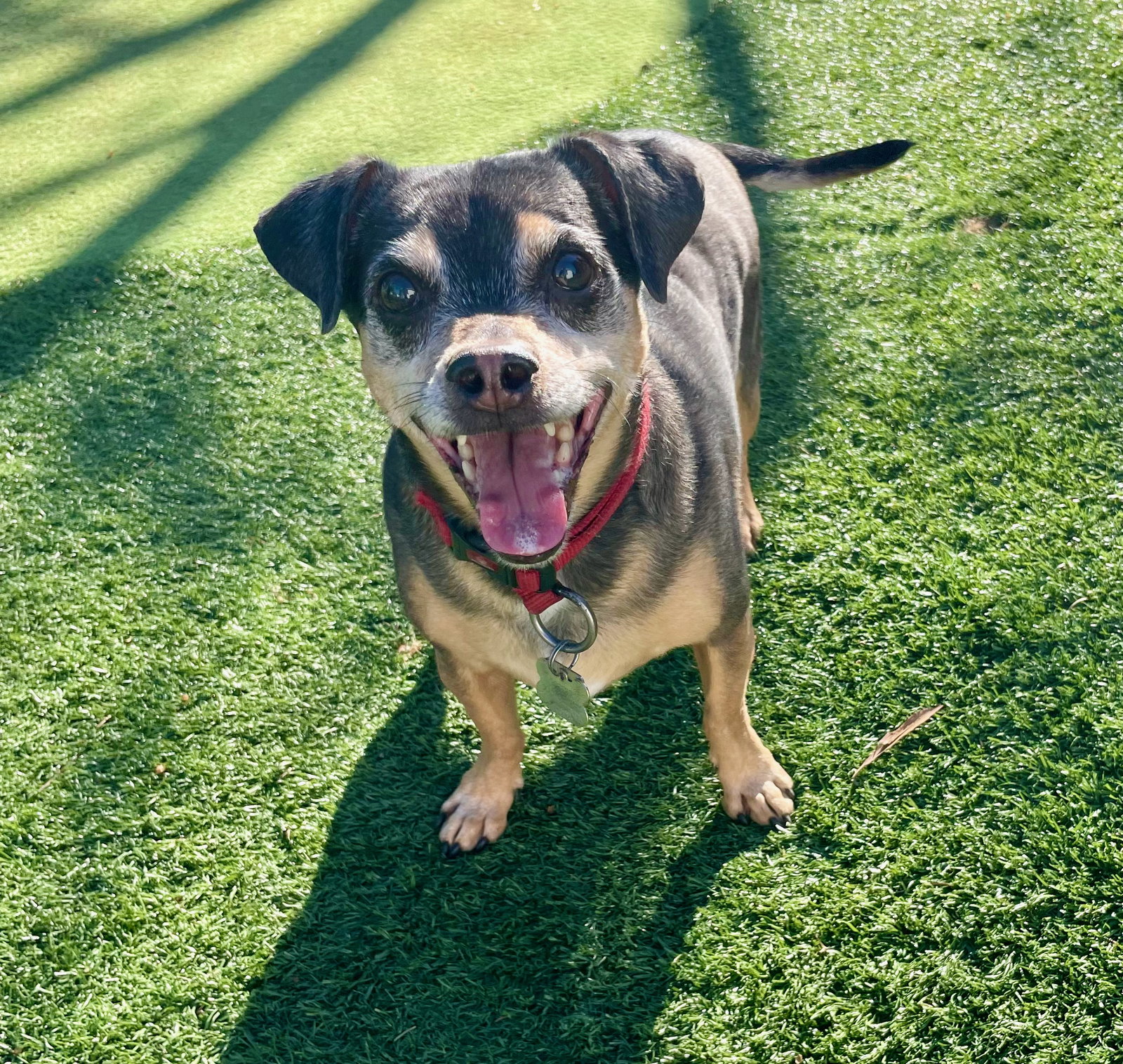 Copper (bonded with Charlie)