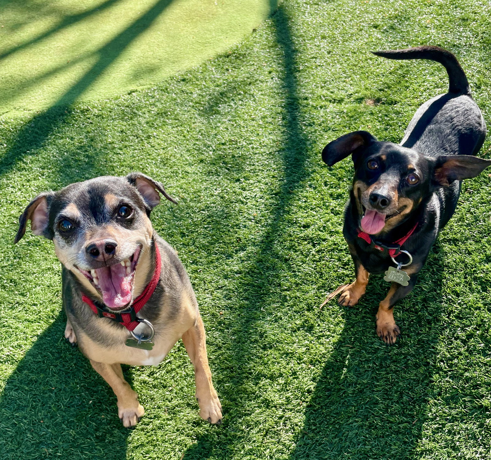 Copper (bonded with Charlie)