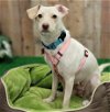 adoptable Dog in , OR named Snow White