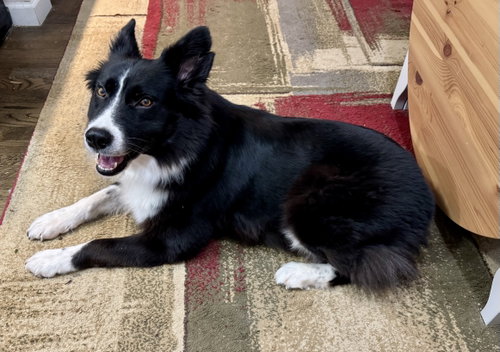 Bonnie photo 3