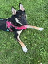 adoptable Dog in , OR named Missy