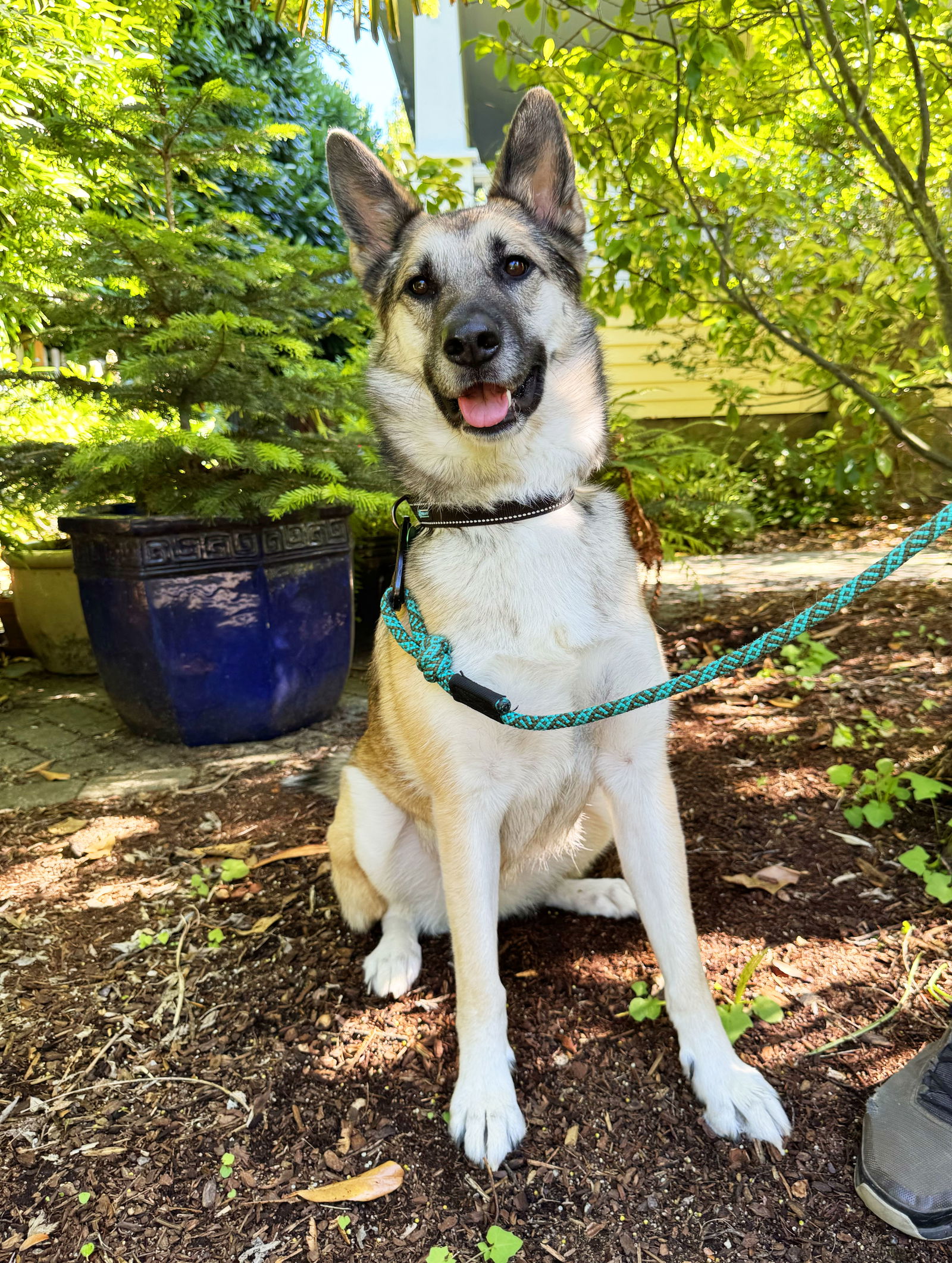 adoptable Dog in Portland, OR named Solia