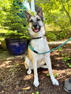 adoptable Dog in  named Solia