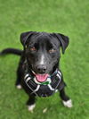 adoptable Dog in  named Monkey
