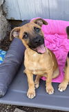 adoptable Dog in  named Juniper