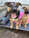 adoptable Dog in  named Fern