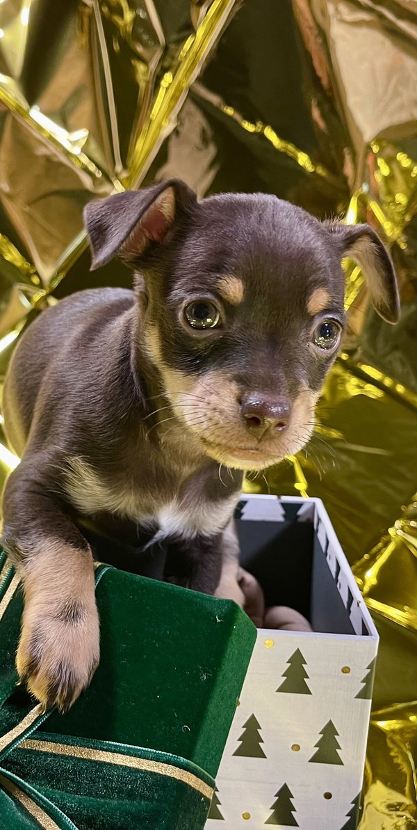 Coco
