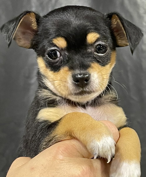 animal-image