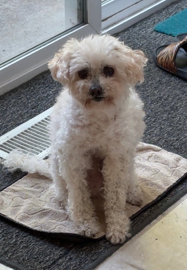 Teddy Bear Peter Poodle