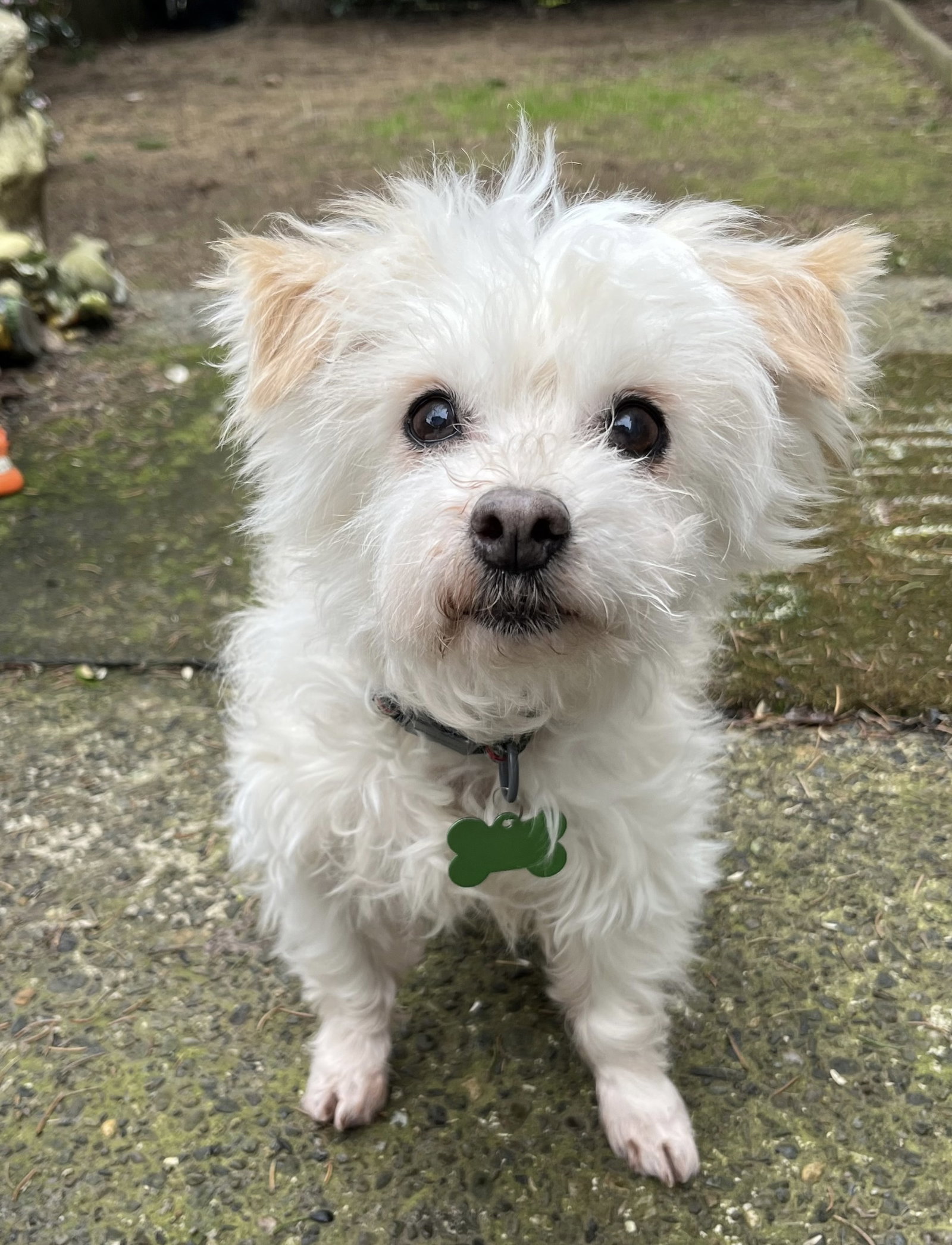 Philippe (bonded with Pierre)