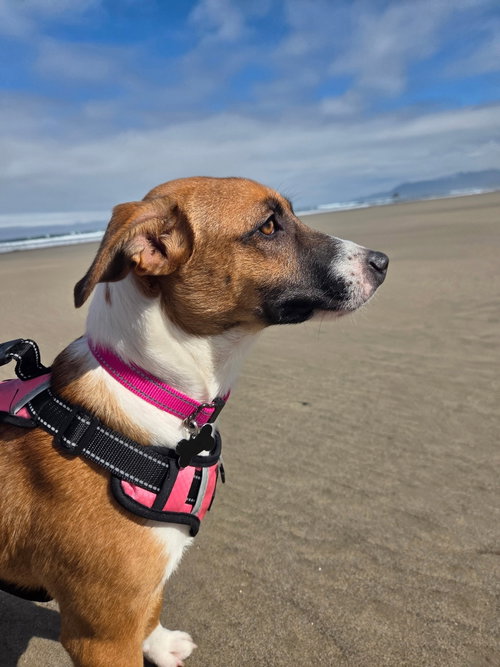 Tilly photo 7